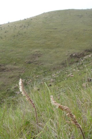 Holothrix scopularia on a grassy slope